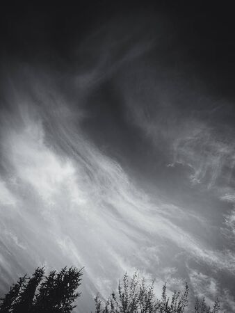 Trees in spring with sky and clouds in background. Black and white style