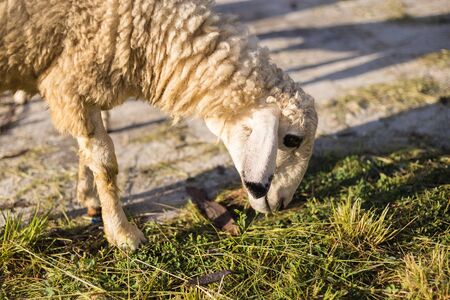Young goat looking for the foodの写真素材