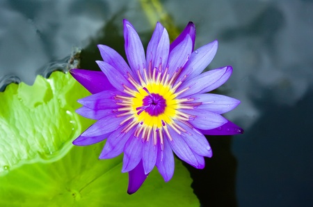 Purple lotus with green leafの写真素材