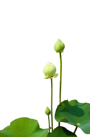 Green lotus flower isolated on white backgroundの写真素材
