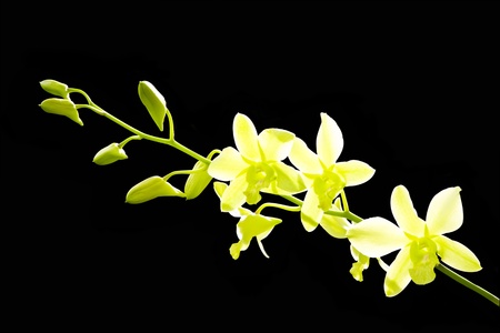 Bright green Orchid On Black の写真素材