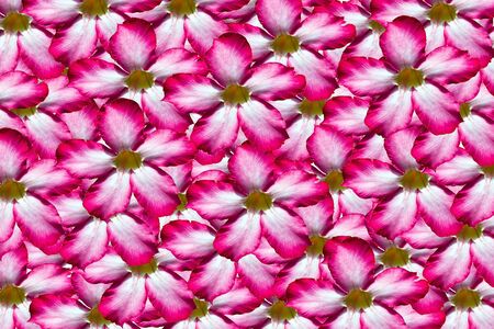 Beautiful background of pink flowerの写真素材
