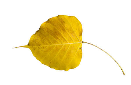 Yellow Bodhi leaf isolated on whiteの写真素材