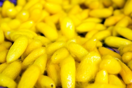 Yellow silkworm cocoonの写真素材