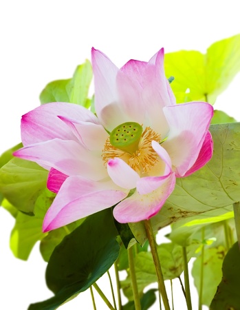 Pink lotus with seed and leaf isolated on whiteの写真素材