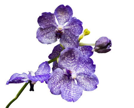 Purple orchid isolated on white background