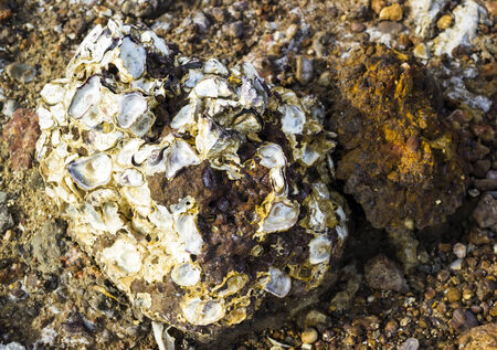 Fossil of shell become rock on the beachの写真素材