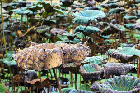 Dry and fresh lotus leave in pondの写真素材