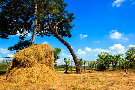 View of rice field with blue sky in rural of Thailand