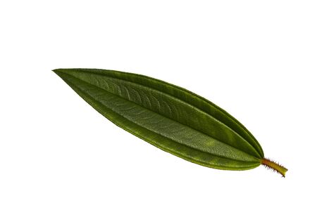 Malabar melastome leaf isolated on white background
