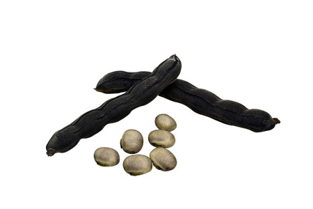 Dry Vicia Faba L. bean and seed isolated on whiteの写真素材