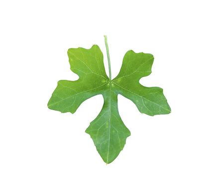 Ivy gourd leaf isolated on white backgroundの写真素材