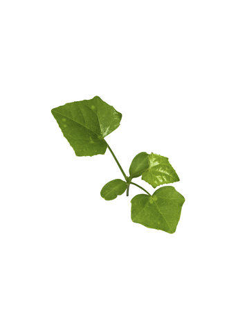 Ivy gourd young tree isolated on whiteの写真素材