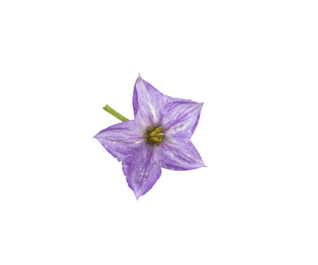Purple Thai eggplant flower isolated on whiteの写真素材