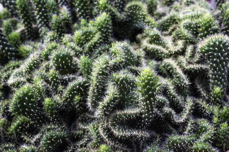 Green Tropical Cactus plant on groundの写真素材