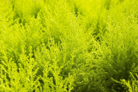 Green yellow fern in nuture tropicalの写真素材