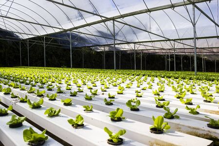 Organic hydroponic plant growing without soilの写真素材
