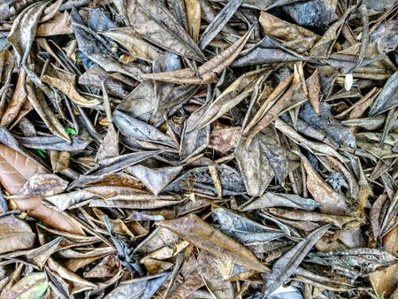 Big dry leaf fall on ground autumnの写真素材