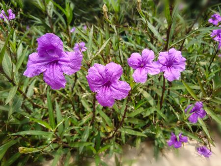 Ruellias flower in gardenの写真素材