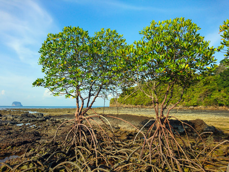 Mangrove tree at Panka Noi beach, Satun Thailandの写真素材