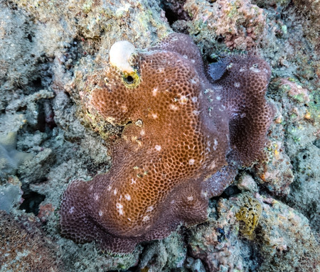 Coral at Panka Yai, Koh Bulone, Satun Thailand