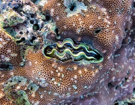 Coral at Koh Bulone, Panka Yai beachの写真素材