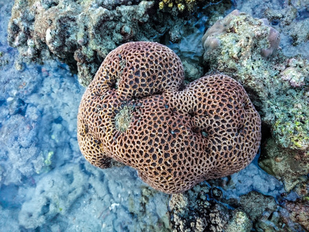 Coral at Koh Bulone, Panka Yai beach, Satun Thailandの写真素材