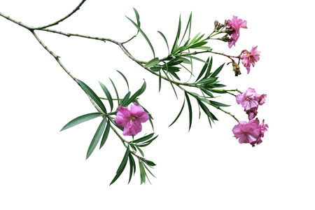 Pink Nerium oleandes L. flower with leave isolated on whiteの写真素材