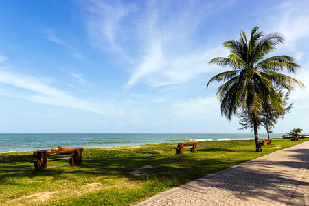 Coconut tree on Samila beach, Thailandの写真素材