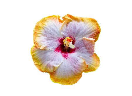 orange Hibiscus flower isolated on white backgroundの写真素材