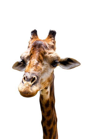 Giraffe Head and neck isolated on white backgroundの写真素材