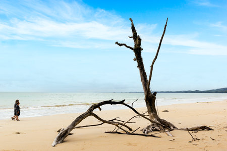 Dry tree on Khao Lak beach with blue sky in Phang-nga Thailandの写真素材
