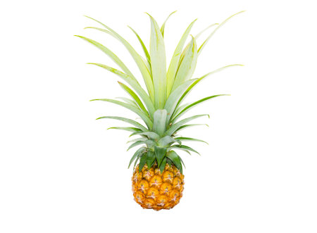 Fresh Pineapple with green leave isolated on white backgroundの写真素材