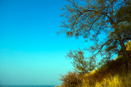 Tree and dry grass at Krating cape in summer with blue sky Phuket Thailandの写真素材