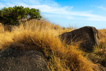Dry grass and rock at Krating cape in summer Phuket Thailand with blue skyの写真素材
