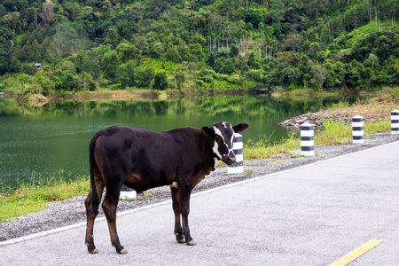 Brown cow standing on road near river and forestの写真素材