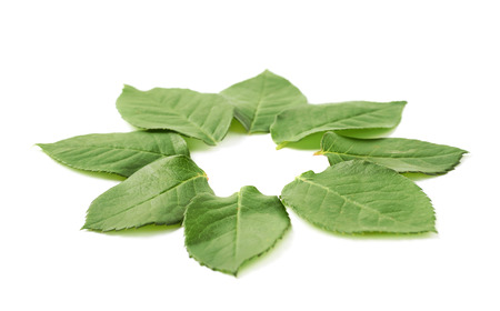 Circle frame made of green rose leaves isolated over the white backgroundの写真素材