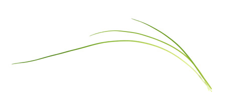 Green onion scallions isolated over the white backgroundの写真素材