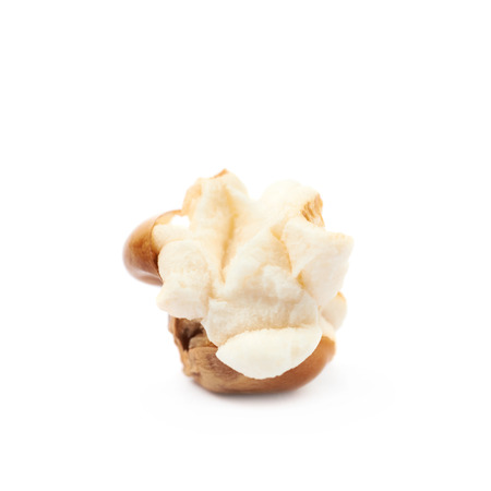 Semi-opened popcorn kernel isolated over the white backgroundの写真素材