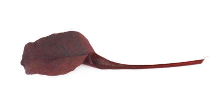 Fresh salad leaf isolated over the white backgroundの写真素材