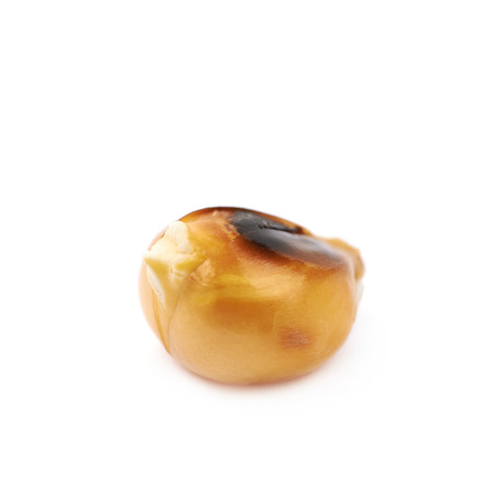 Burnt popcorn kernel isolated over the white backgroundの写真素材