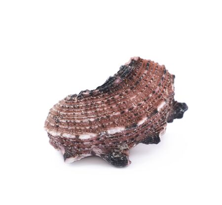 Sea shell isolated