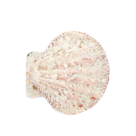 Sea shell isolated