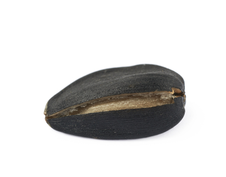 Single sunflower seed isolatedの写真素材