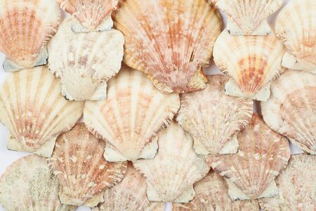 Surface coated with the sea shells