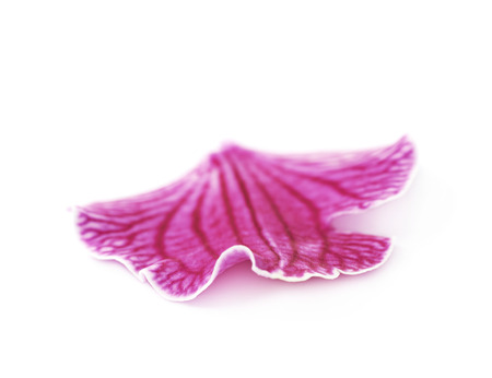 Single orchid flower petal isolatedの写真素材