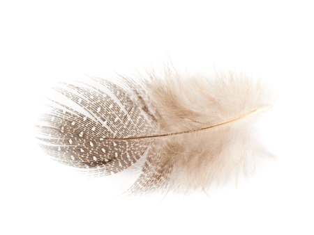 Decorational bird's feather isolated over the white backgroundの写真素材