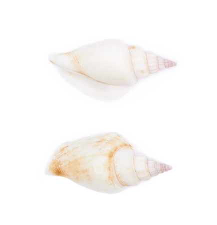 Sea shell isolatedの写真素材