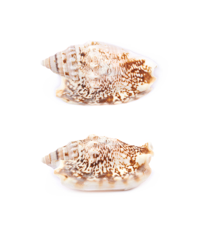 Decorational sea shell isolated over the white background, set of two different foreshortening