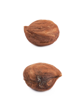 Single hazelnut isolatedの写真素材